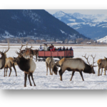 Sleigh rides
