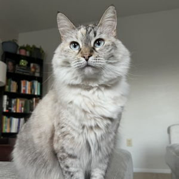 Pet Care!