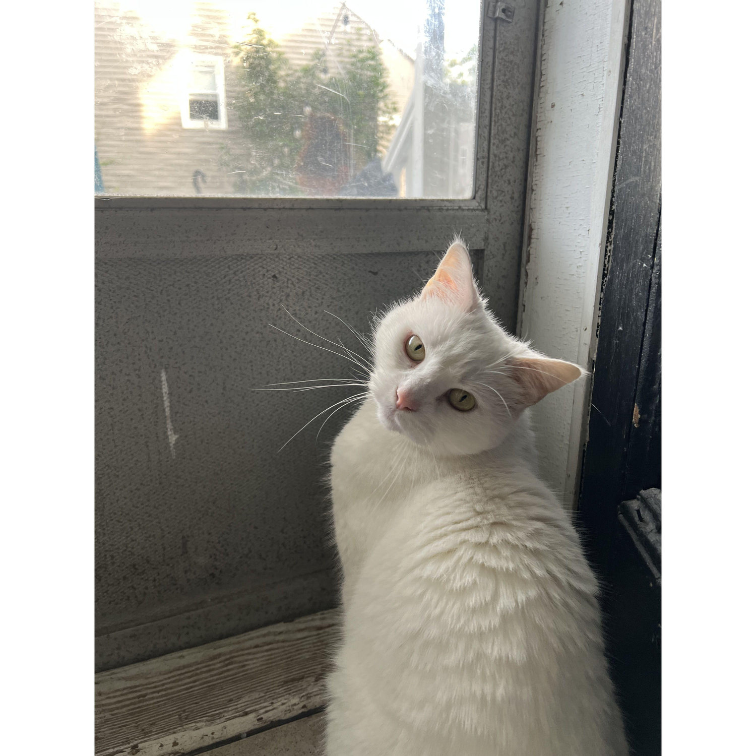 Harper