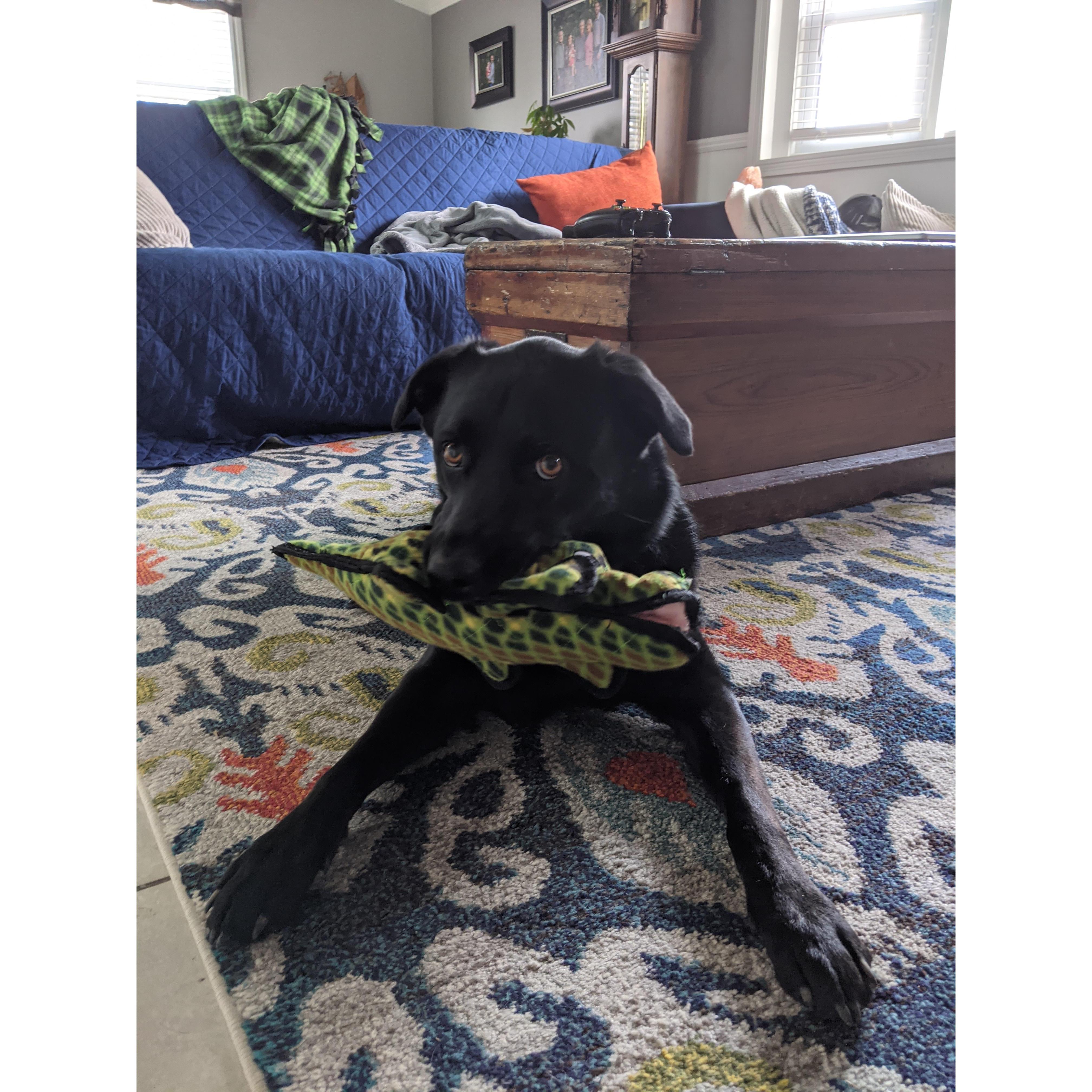 Our crazy girl, Ollie, or as we sometimes call her, "Olliegator"