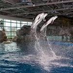 Shedd Aquarium