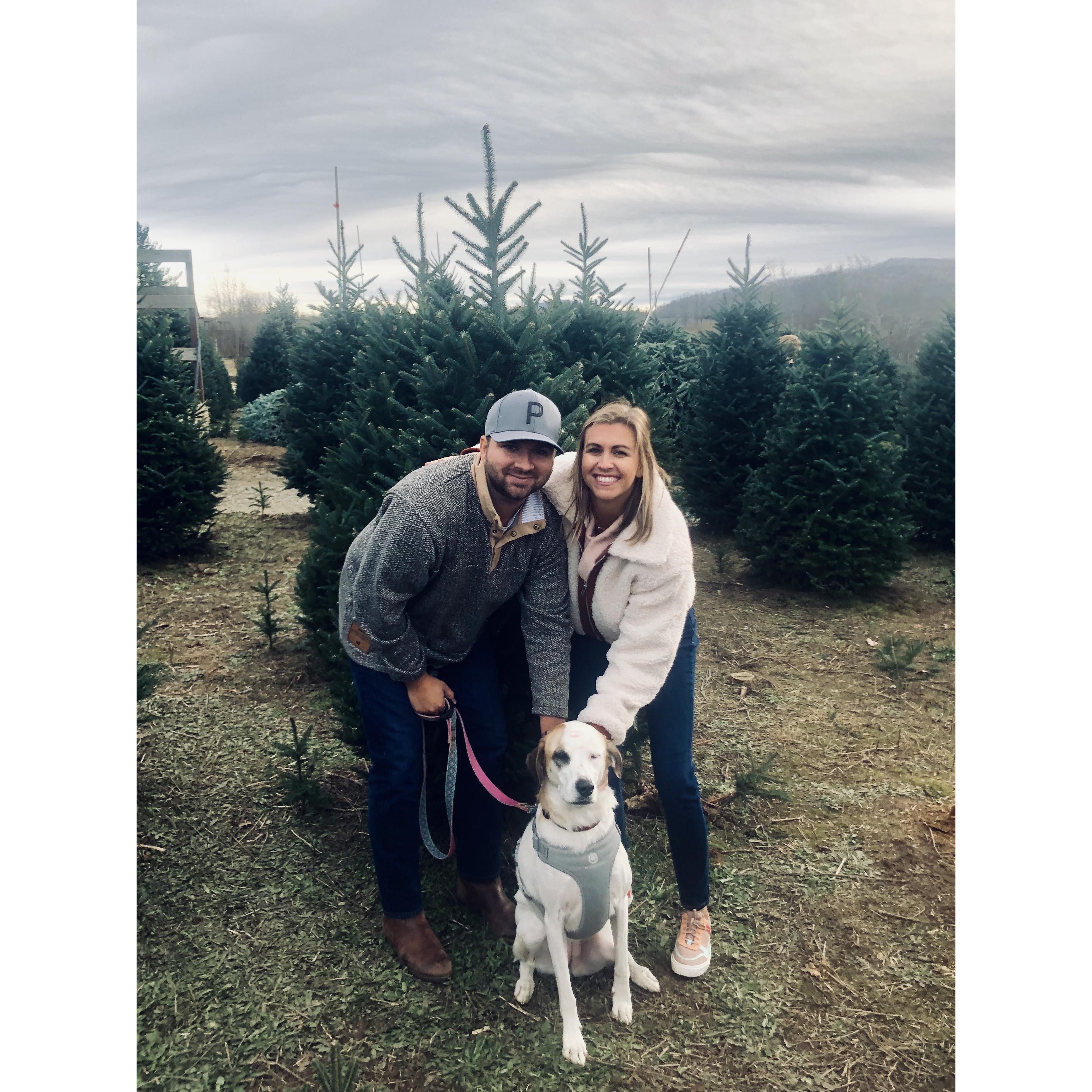 Cutting down trees in Boone, NC! December 2019