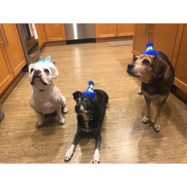 The pups say bring your party A-game for the wedding!