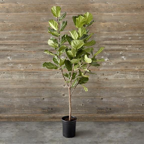 Fiddle Leaf Fig Tree