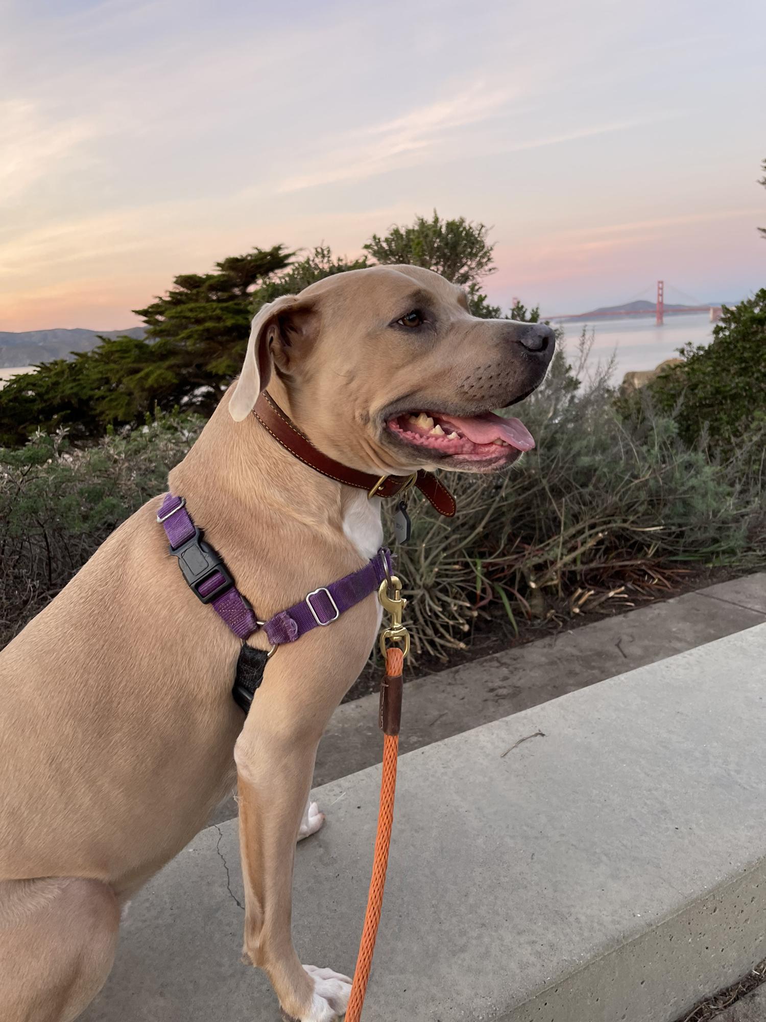 Booker at the Golden Gate Bridge, 2021