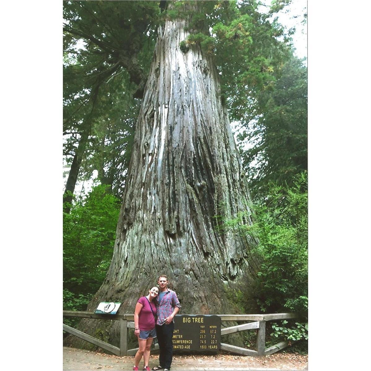 Redwood Forest on trip to California Fall 2017