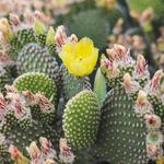 Desert Botanical Garden