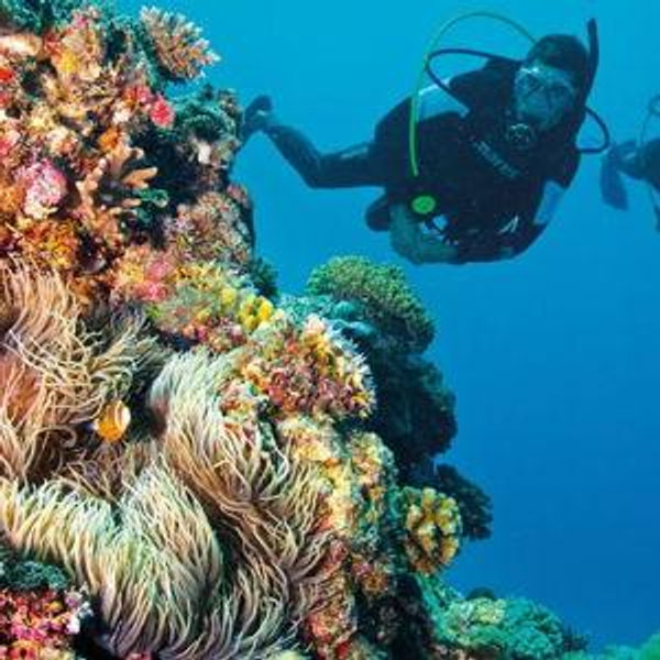 Sri Lanka | Diving in Great Basses Reef