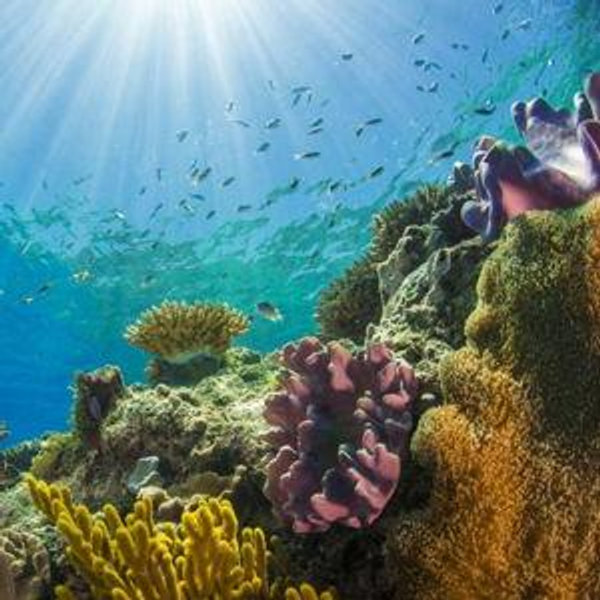 Snorkling in the Great Barrier Reef