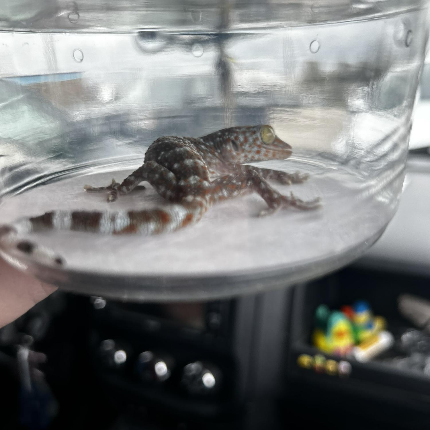 Tyranitar! This is from his Gotcha Day, he’s too squirmy for pictures!