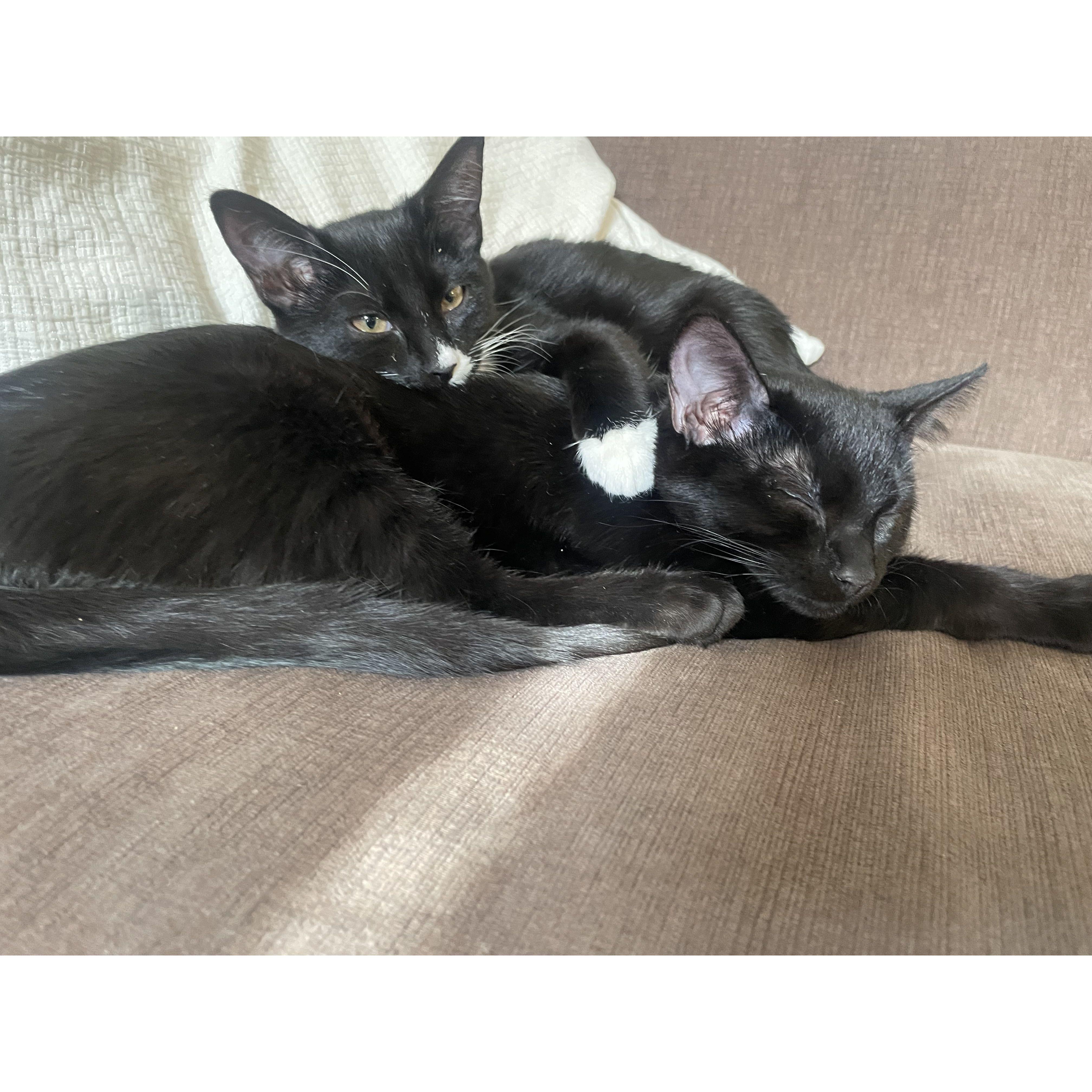 The day we got our furbabies Elly (top) and Lily (bottom) Nov' 22