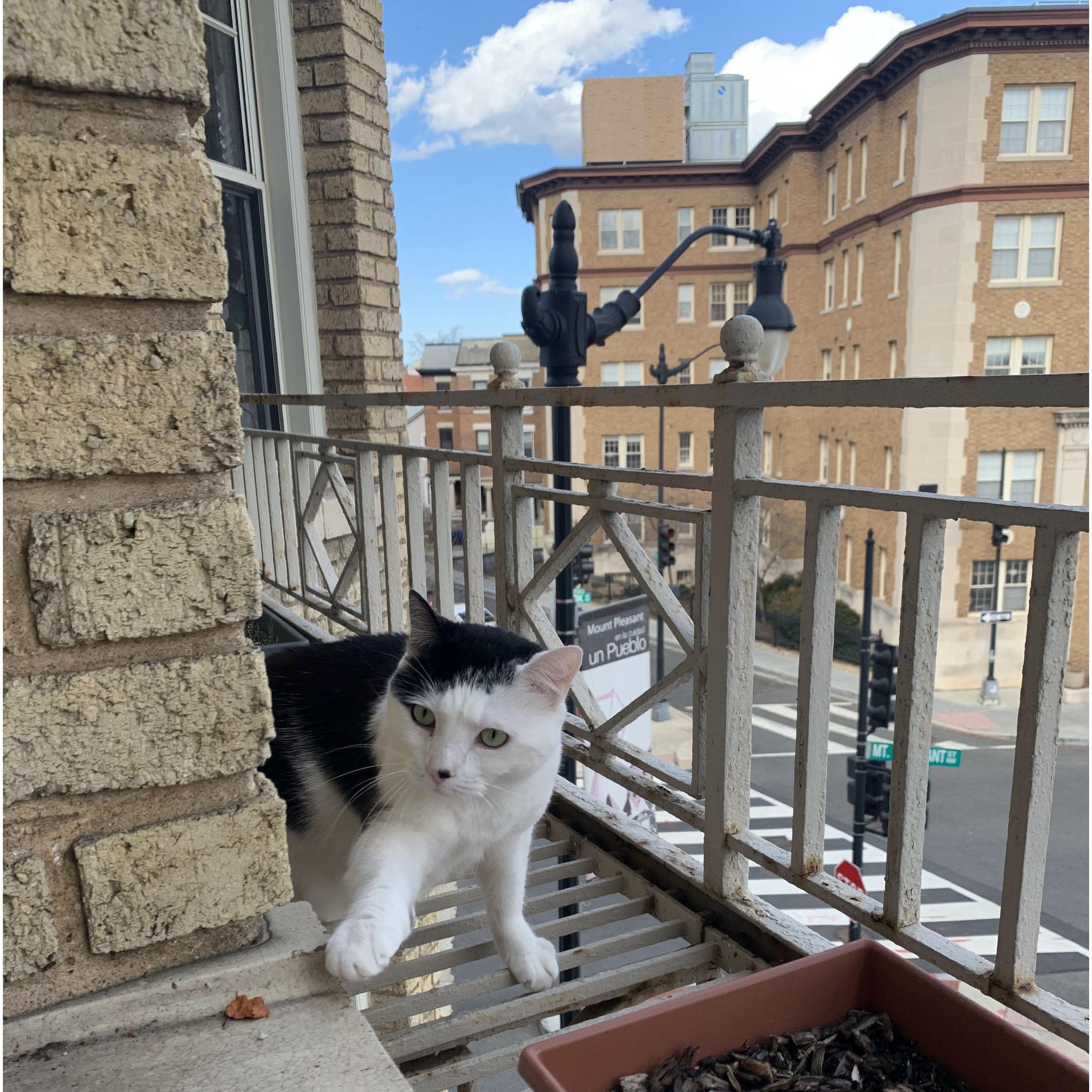 Now you know why it's called a catwalk.
