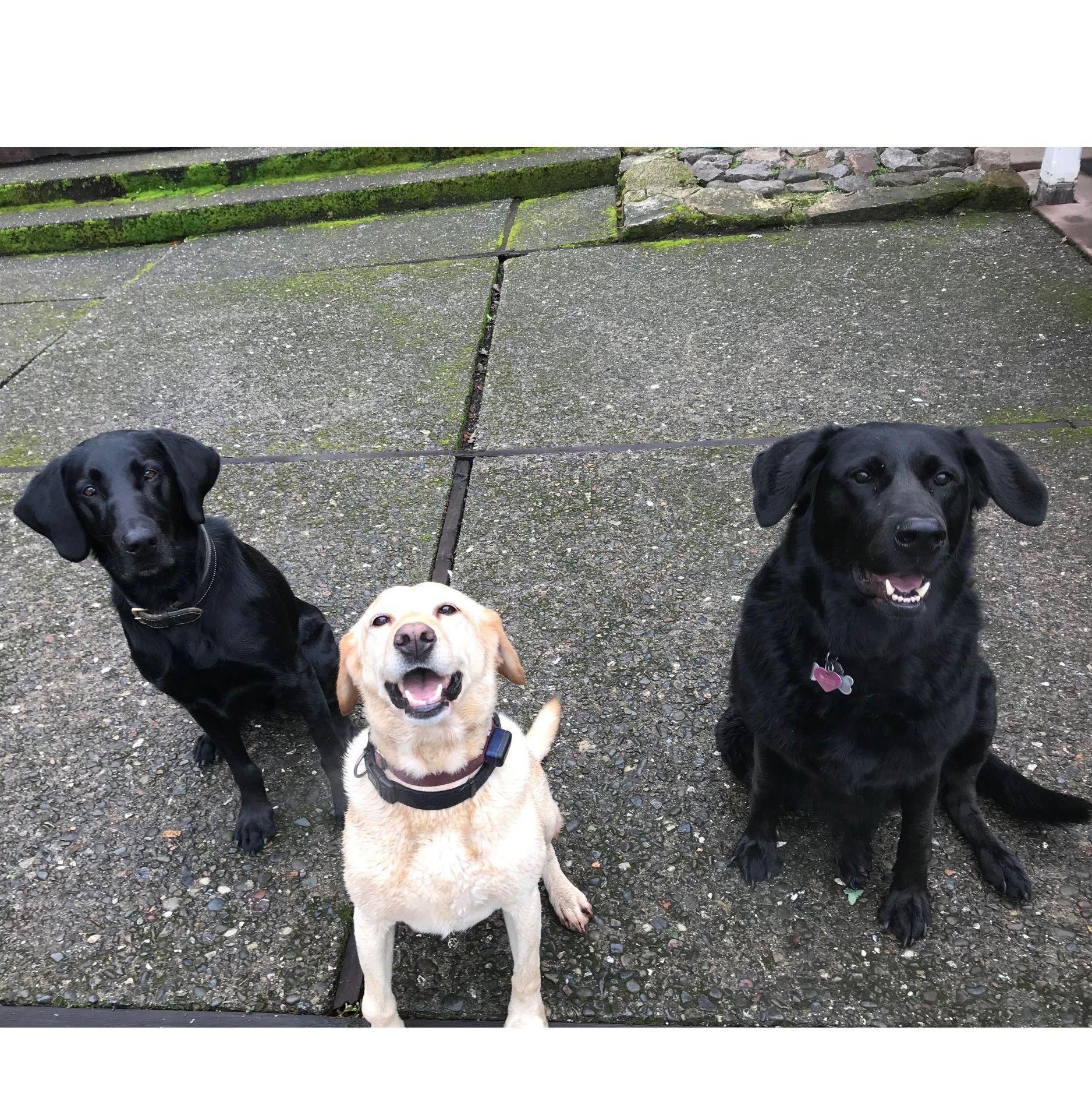 Our blended dog family...Ryder, Dolly, Maya