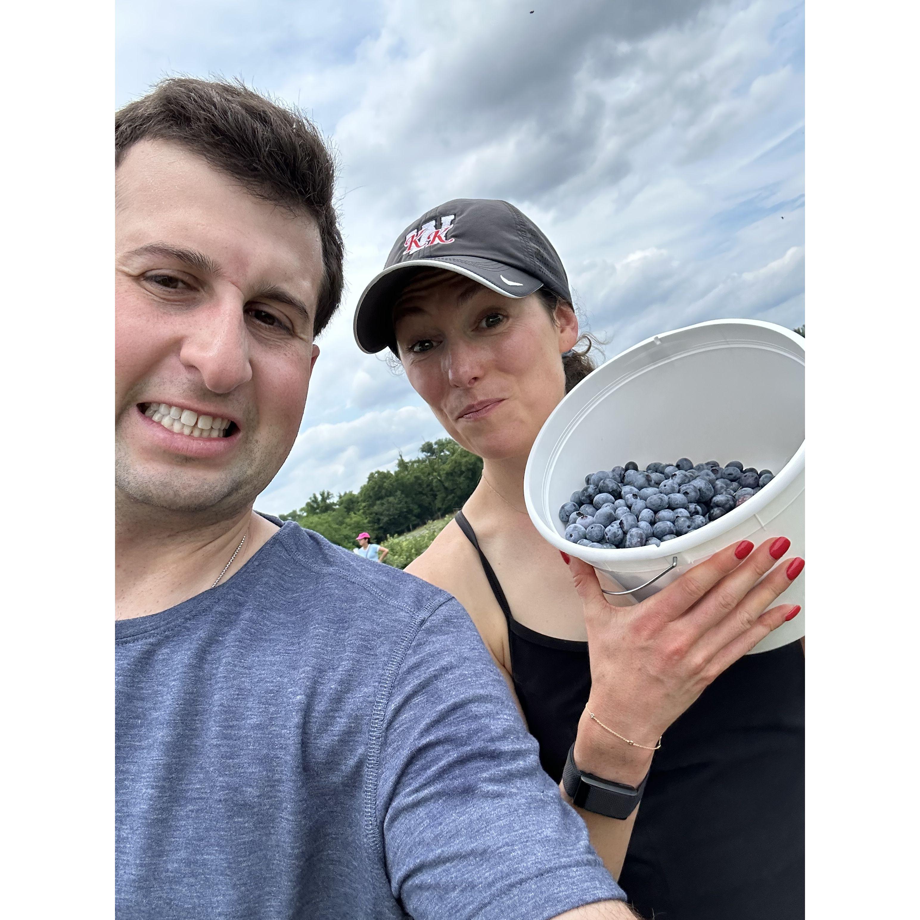June 2024 picking blueberries in Poolesville, Maryland