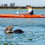 Kayak Rentals & Tours