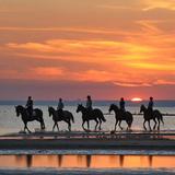 Horses by Jose