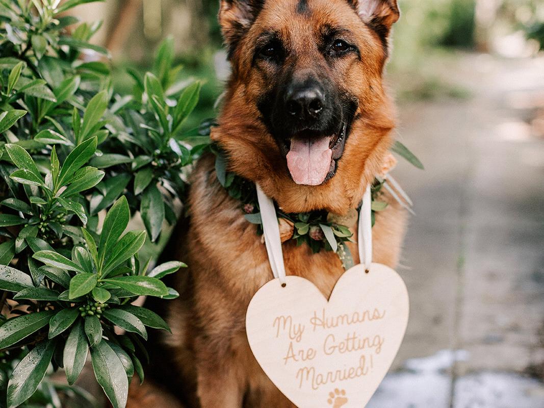 The Wedding Website of Ashley Ogle and Dane Larsen