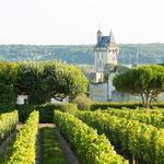 Vineyard Tours