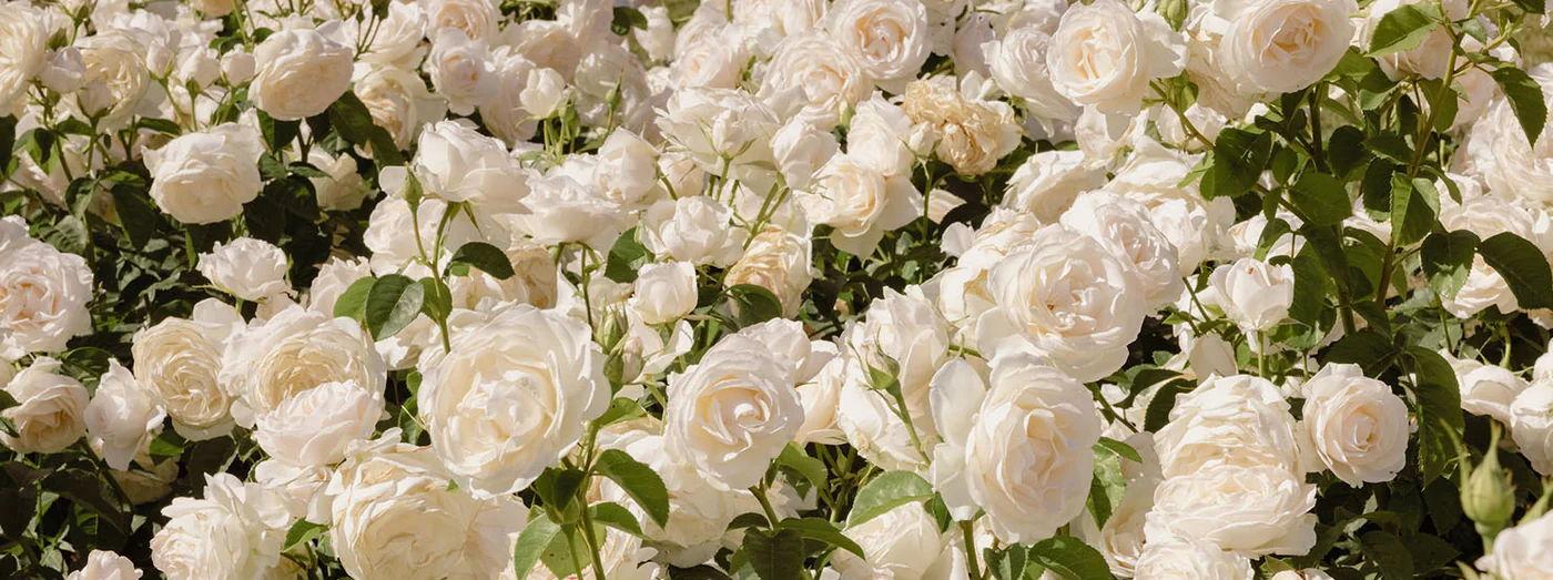 The Wedding Website of Shelby Burns and Brice Crockett