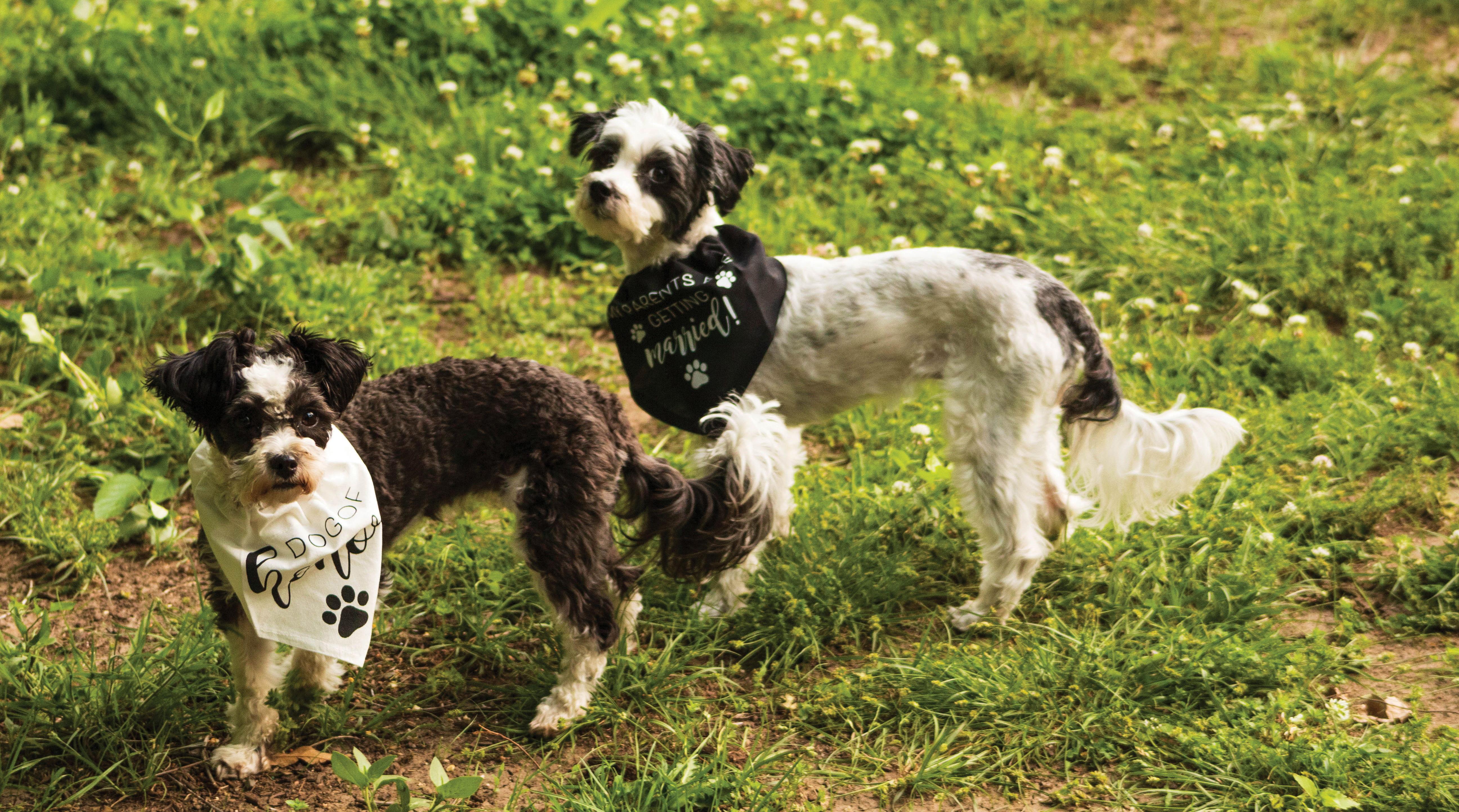 The Wedding Website of Lauren Raley and Randy Collins