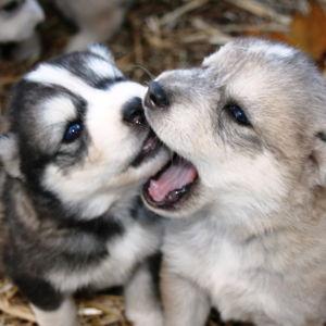 New Puppy Fund