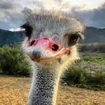 Ostrichland USA