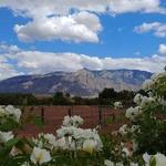 Corrales Winery