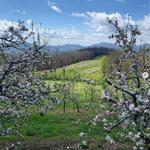 Sky Top Orchard (Apple Picking)