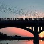 Congress Bridge Bats