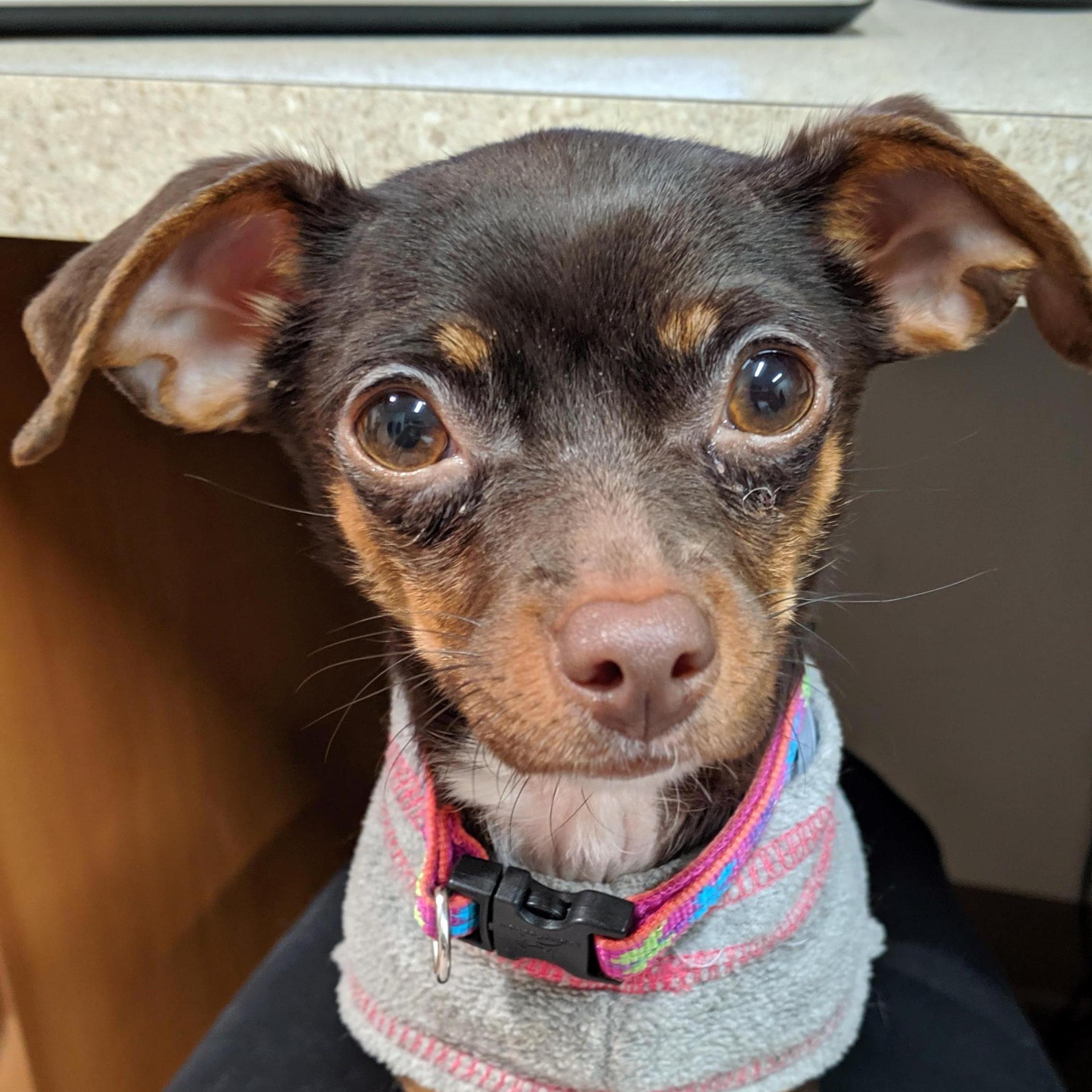 Peanut