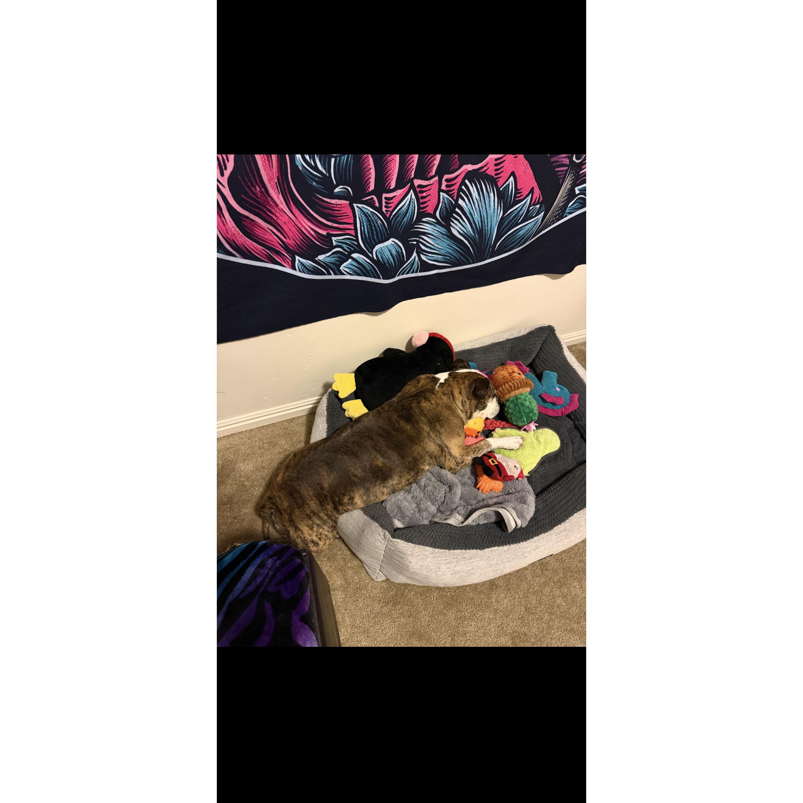Zillah likes to share her bed with her most favorite toys