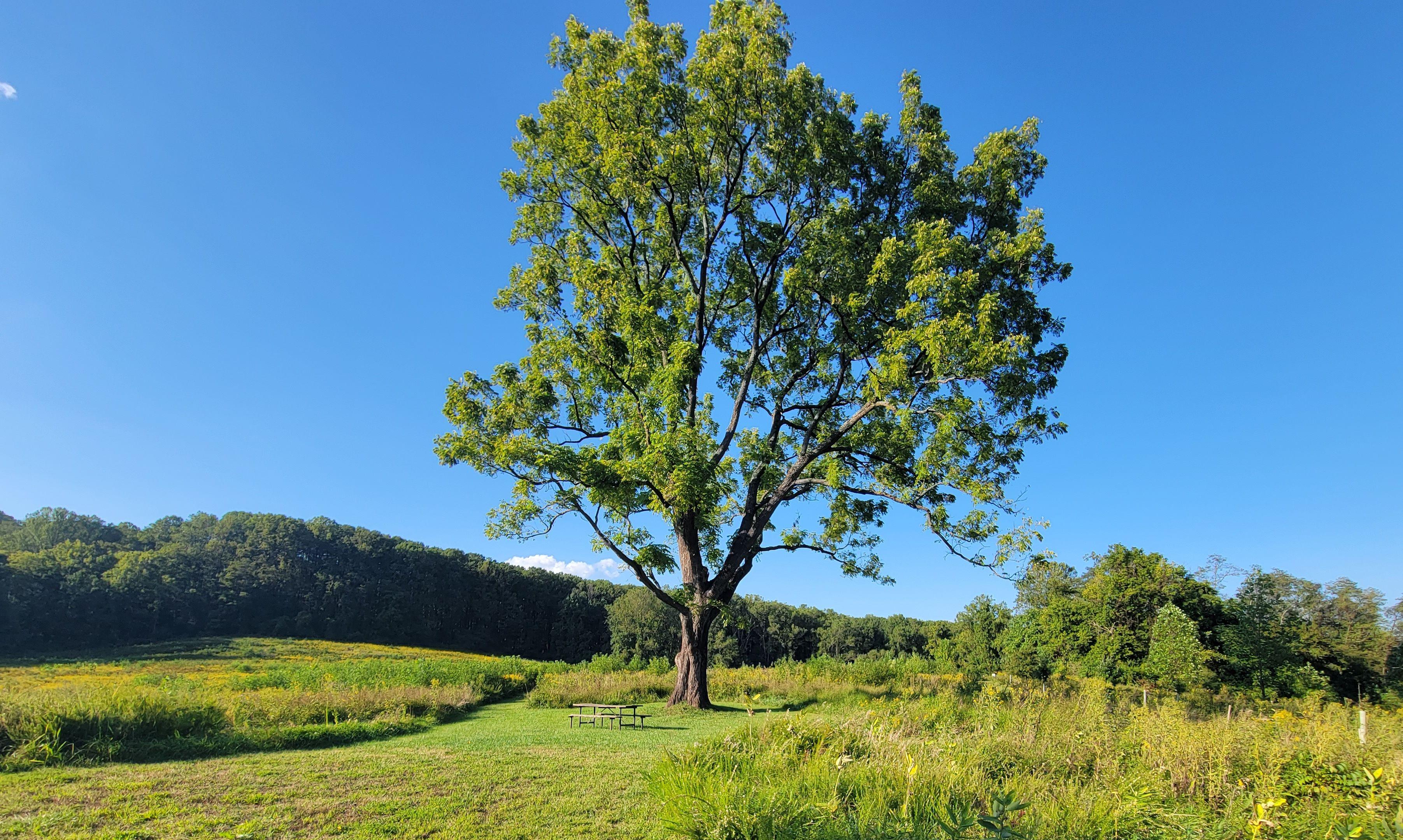 The Wedding Website of Casey Ringeisen and Jason Head