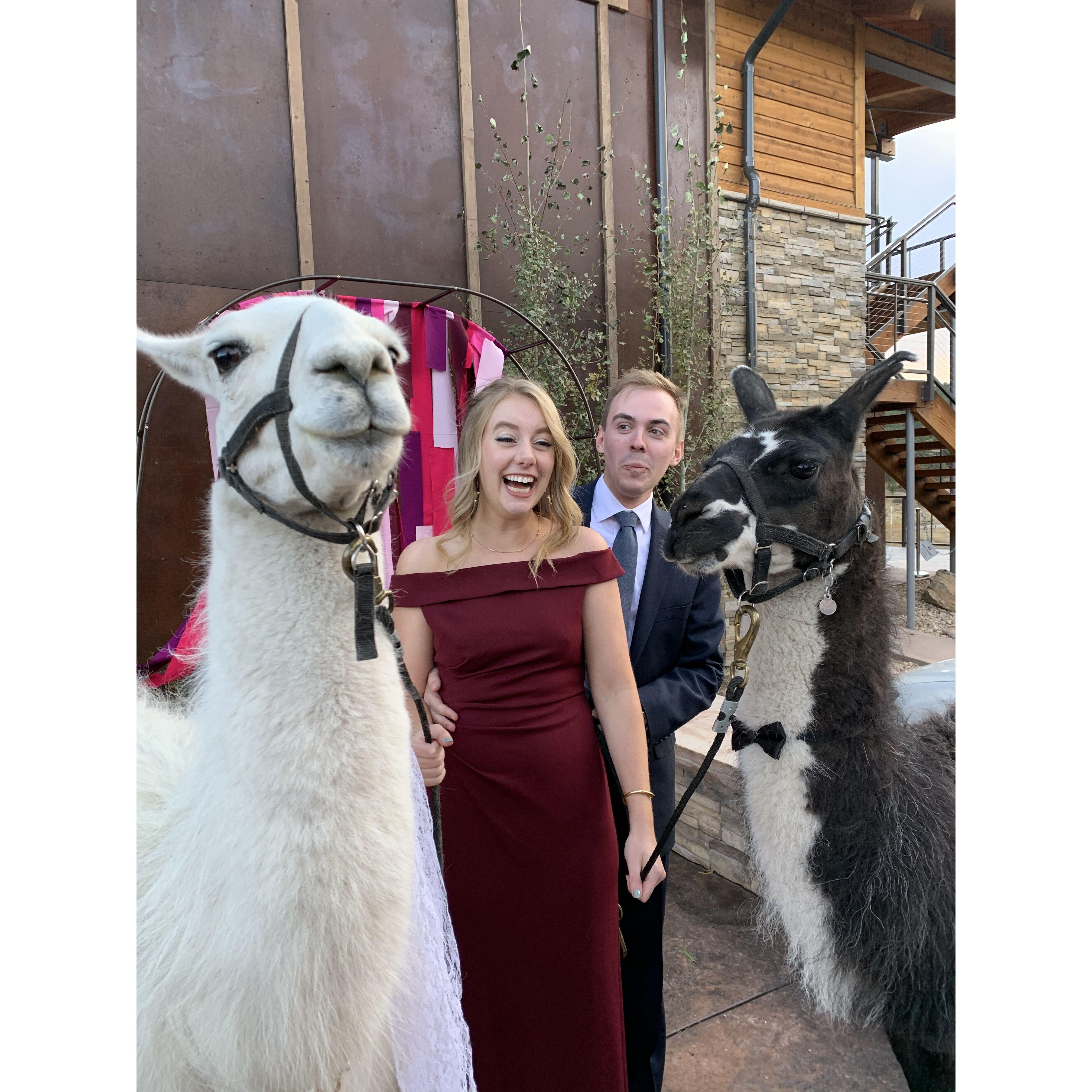Llamas and love at Lindsay's wedding