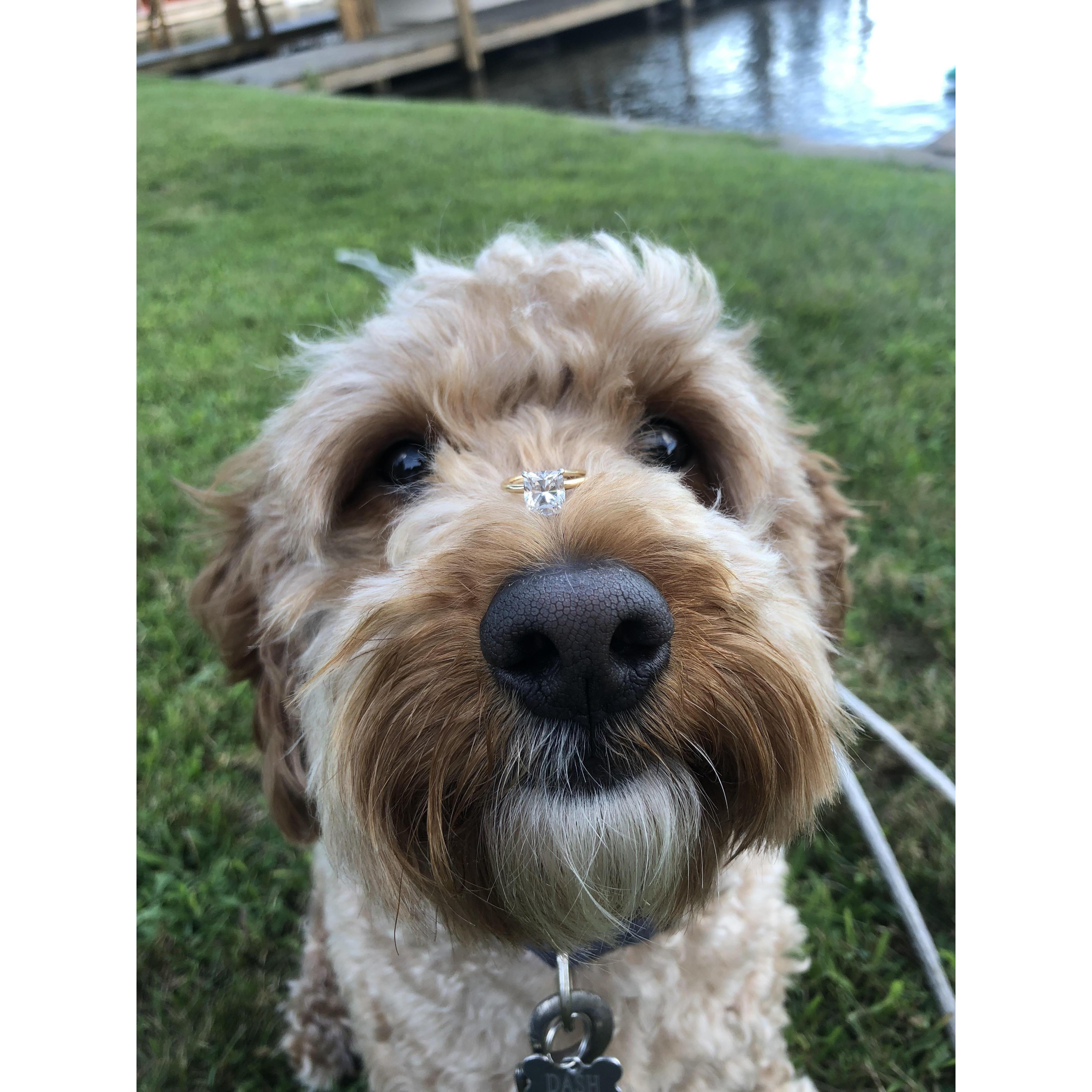 Dash, happy his humans are tying the knot