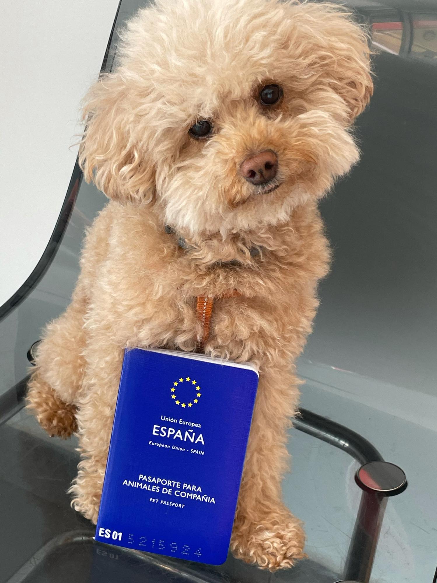 Bliss gets her European passport to travel to Portugal for Travis birthday