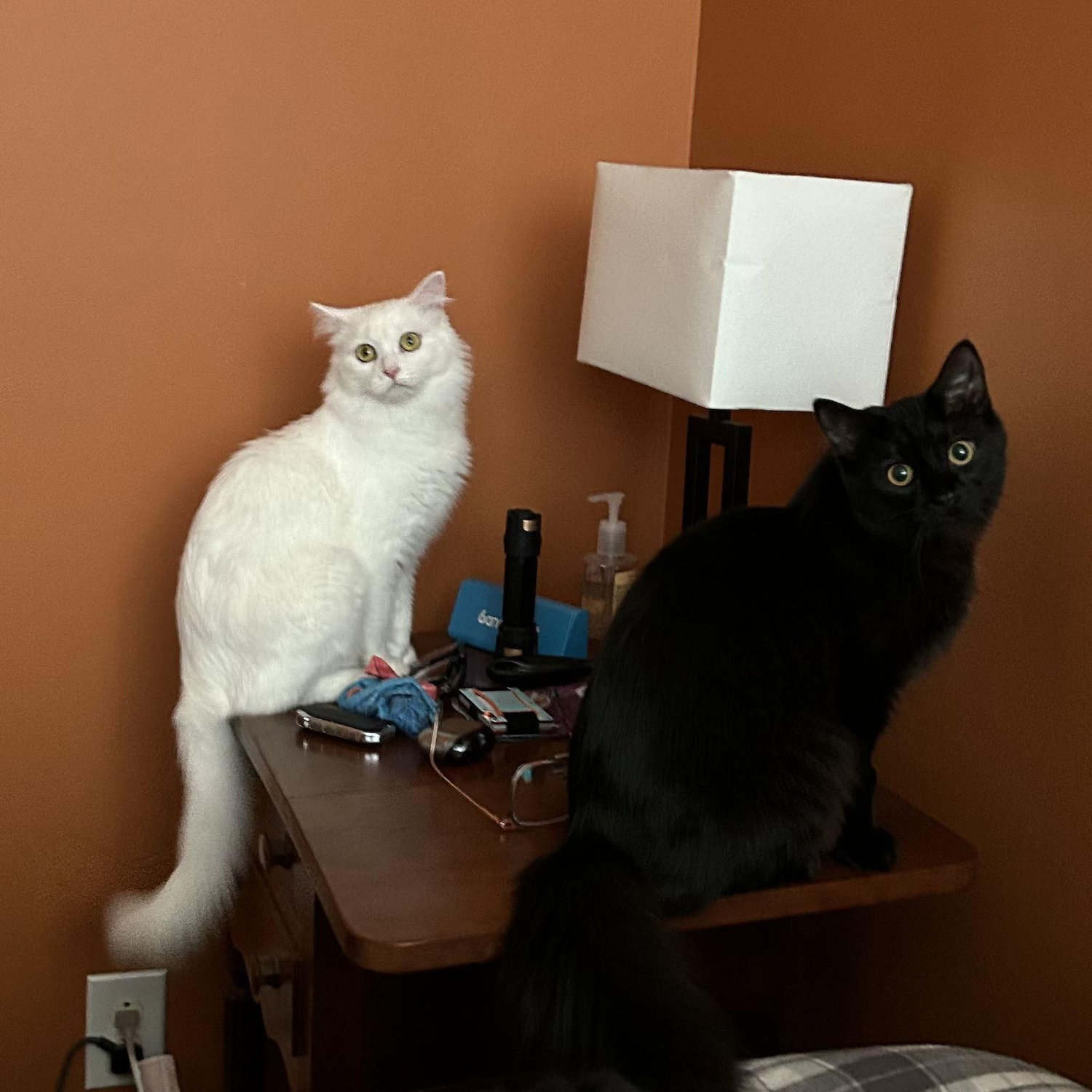 Our piano key girls acting innocent but secretly plotting our demise