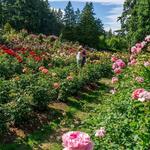 International Rose Test Garden