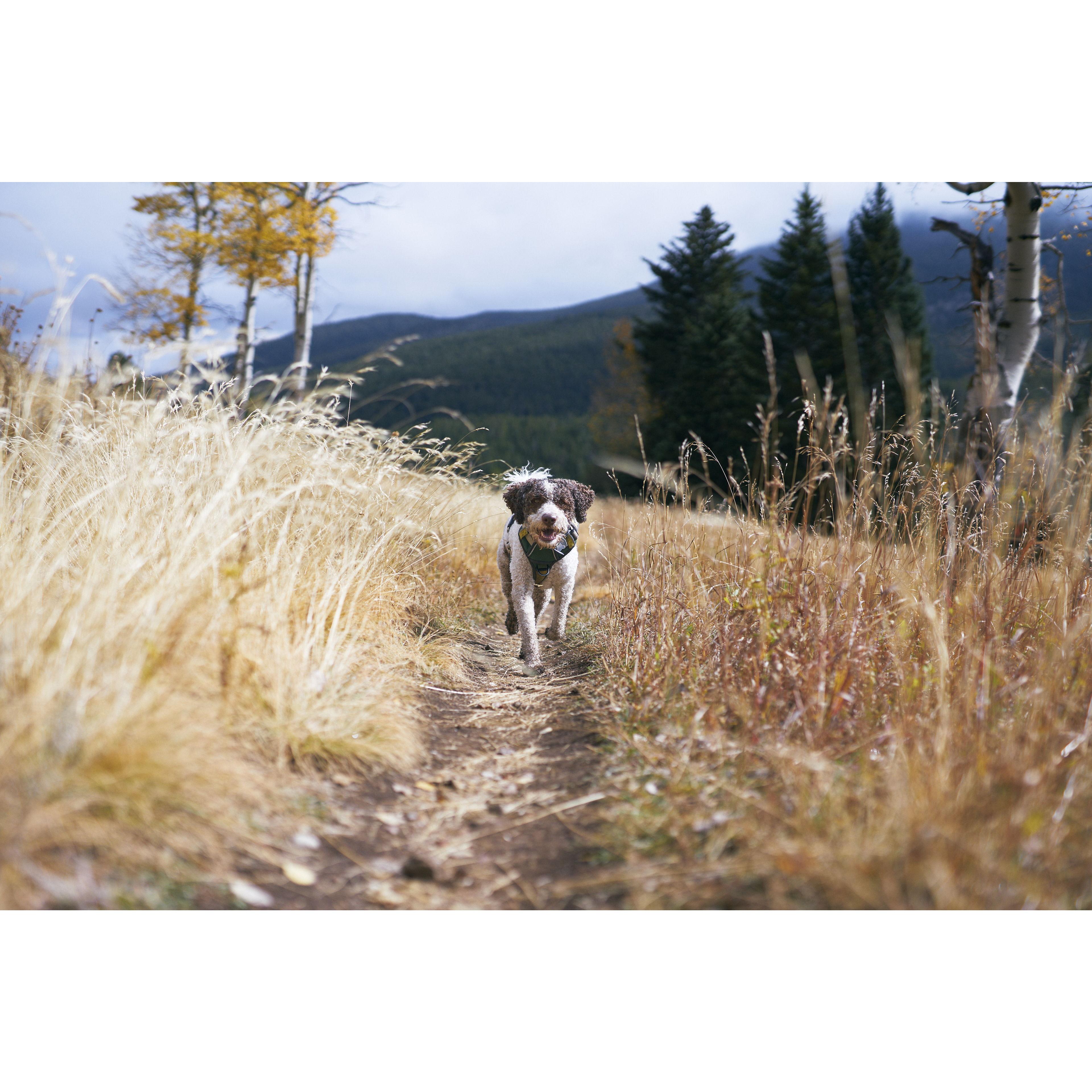 Oct 19: Sir Lincoln the Skunk Sniffer running majestically through the autumn mountain meadows.