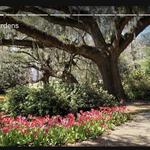 Airlie Gardens