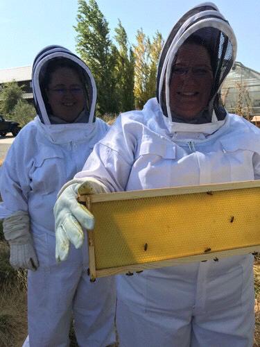 Learning about honeybees through a hands on experience