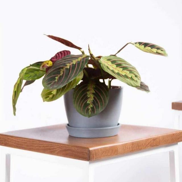 Potted Red Prayer Plant (Maranta) - STONE POT