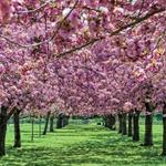 Brooklyn Botanical Garden