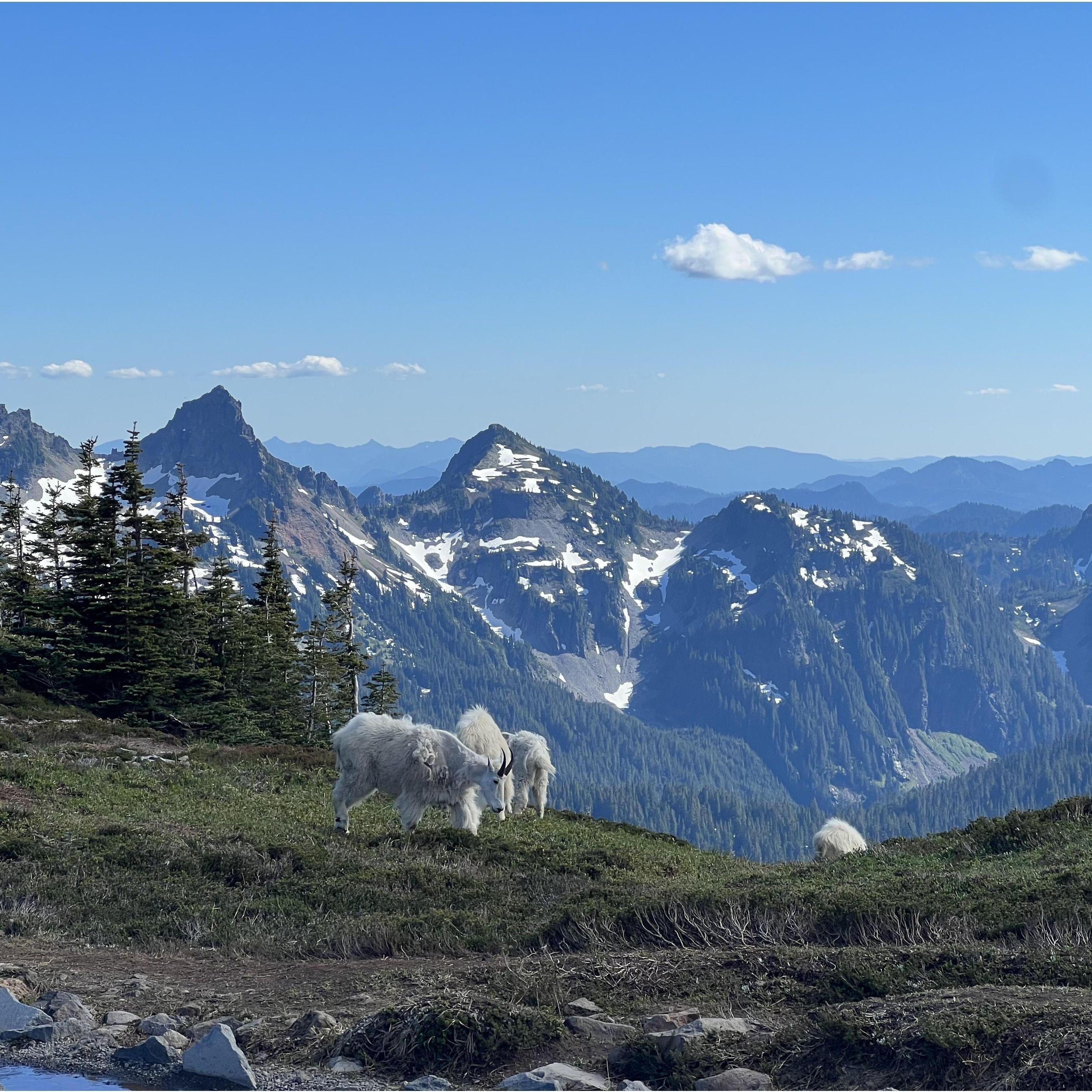 Mt Rainer