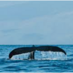 Whale Watching