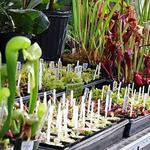 Carnivorous Plant Nursery