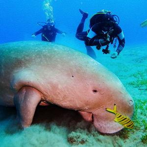 7 Day Red Sea Scuba Liveaboard