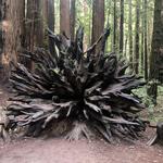 Armstrong Redwoods State Natural Reserve