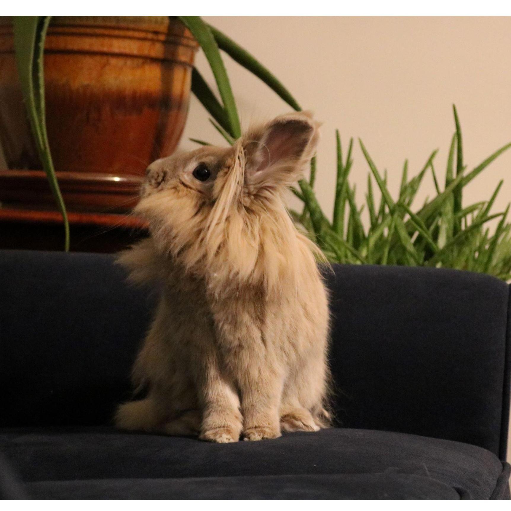 Harvey being a rabbit