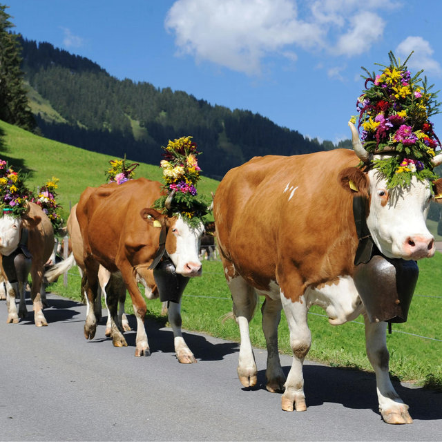 CHEESE in Switzerland