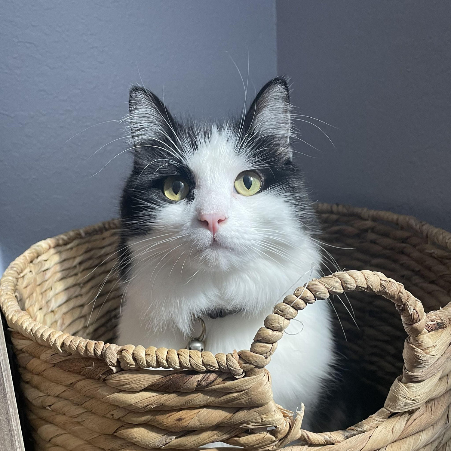 Our fur-baby Hansen! Alex adopted Hansen in 2017 when she lived in Tennessee. Hansen warmed up to Chris quickly and now bothers him every night around dinner time begging for "nom noms".